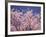 Cherry Blossoms-null-Framed Photographic Print