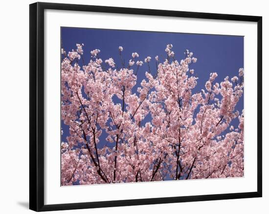 Cherry Blossoms-null-Framed Photographic Print