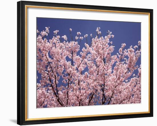 Cherry Blossoms-null-Framed Photographic Print