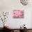 Cherry Blossoms-null-Photographic Print displayed on a wall