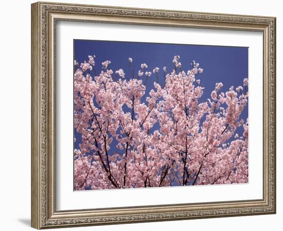 Cherry Blossoms-null-Framed Photographic Print