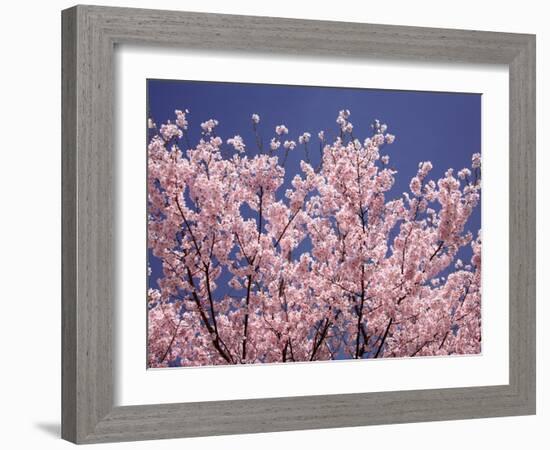 Cherry Blossoms-null-Framed Photographic Print