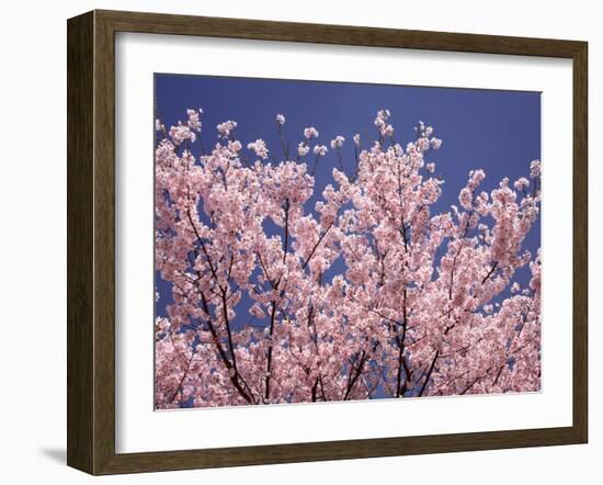 Cherry Blossoms-null-Framed Photographic Print