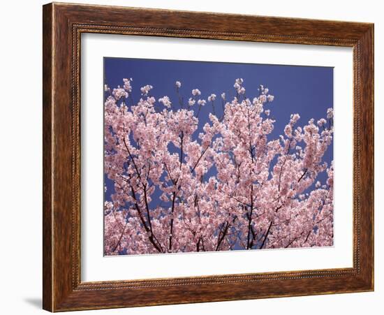 Cherry Blossoms-null-Framed Photographic Print