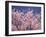 Cherry Blossoms-null-Framed Photographic Print