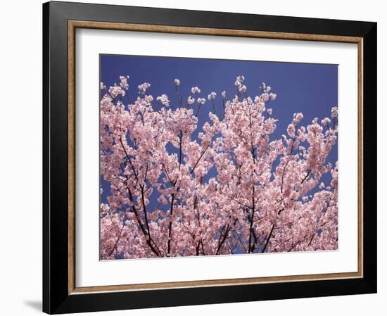 Cherry Blossoms-null-Framed Photographic Print