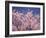 Cherry Blossoms-null-Framed Photographic Print