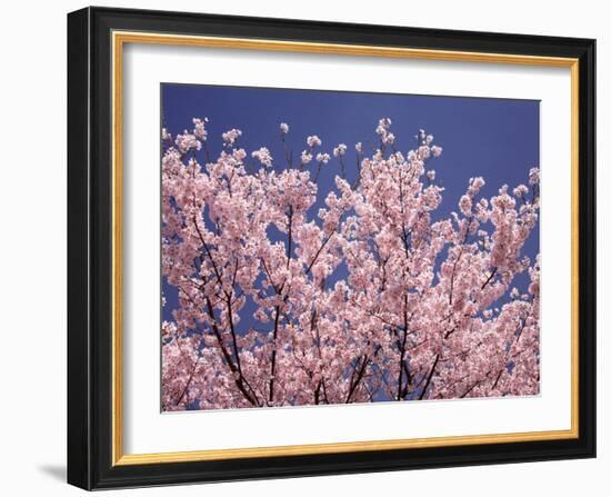 Cherry Blossoms-null-Framed Photographic Print