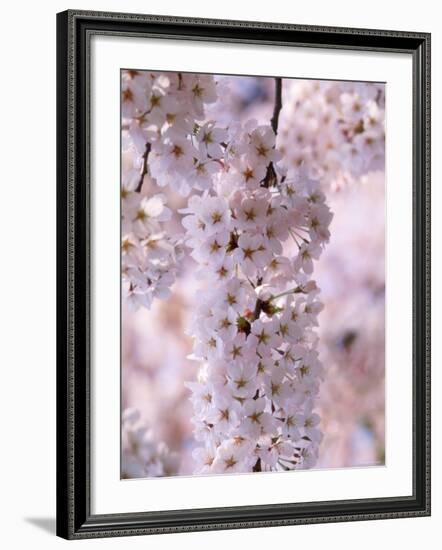 Cherry Blossoms-null-Framed Photographic Print