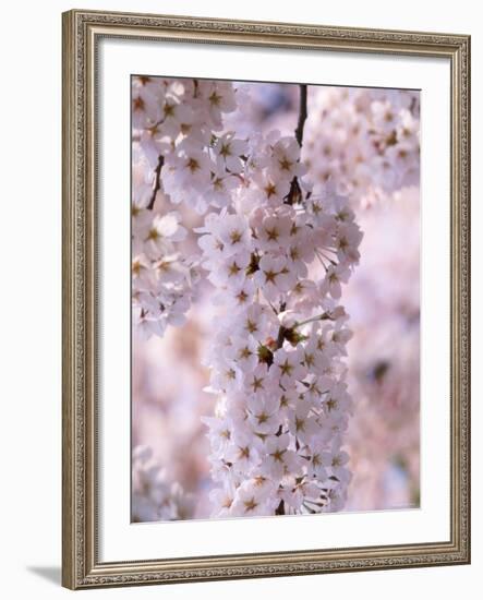 Cherry Blossoms-null-Framed Photographic Print