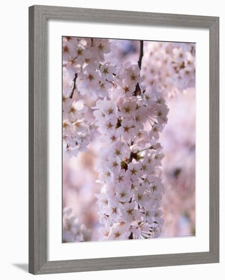 Cherry Blossoms-null-Framed Photographic Print