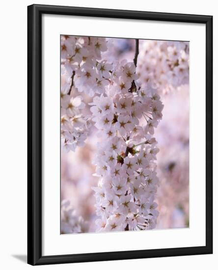 Cherry Blossoms-null-Framed Photographic Print