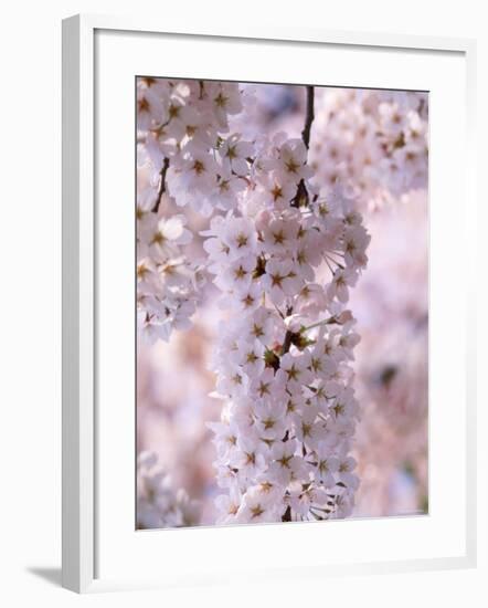 Cherry Blossoms-null-Framed Photographic Print