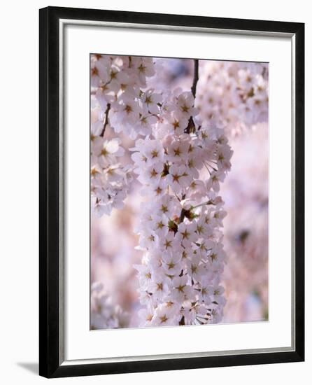 Cherry Blossoms-null-Framed Photographic Print