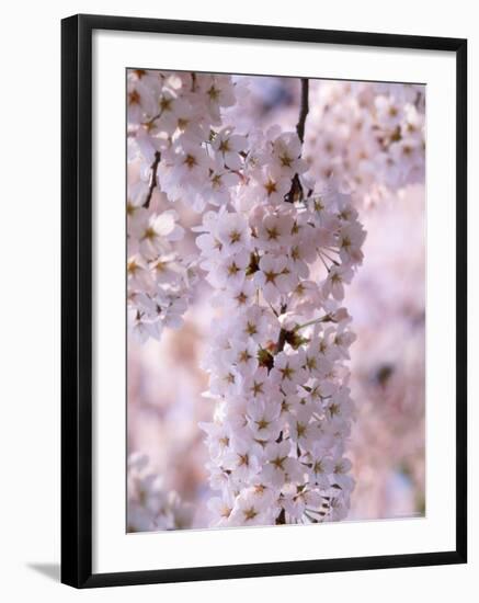 Cherry Blossoms-null-Framed Photographic Print