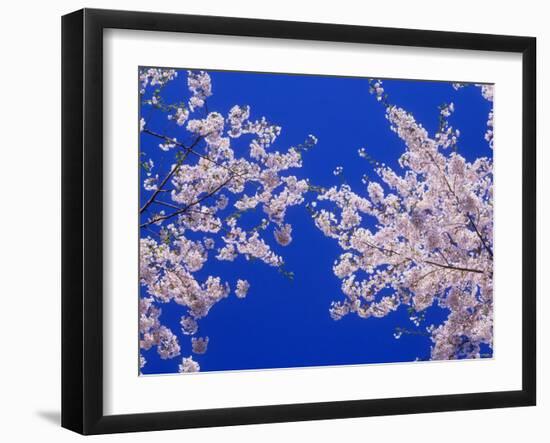 Cherry Blossoms-null-Framed Photographic Print