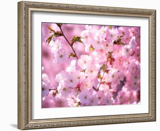 Cherry Blossoms-null-Framed Photographic Print