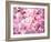 Cherry Blossoms-null-Framed Photographic Print