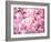 Cherry Blossoms-null-Framed Photographic Print