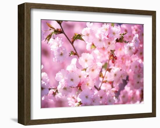 Cherry Blossoms-null-Framed Photographic Print