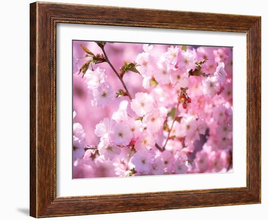 Cherry Blossoms-null-Framed Photographic Print