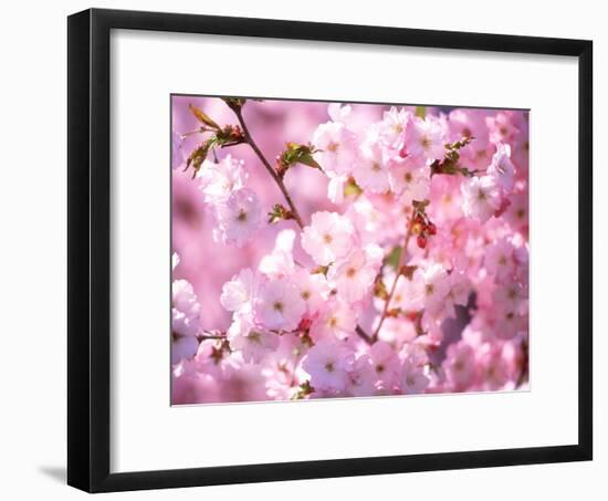 Cherry Blossoms-null-Framed Photographic Print