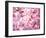 Cherry Blossoms-null-Framed Photographic Print