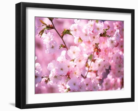 Cherry Blossoms-null-Framed Photographic Print