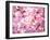 Cherry Blossoms-null-Framed Photographic Print