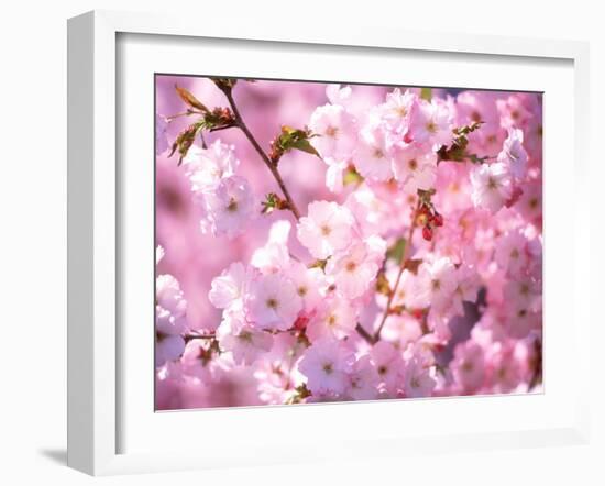 Cherry Blossoms--Framed Photographic Print