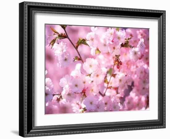 Cherry Blossoms-null-Framed Photographic Print