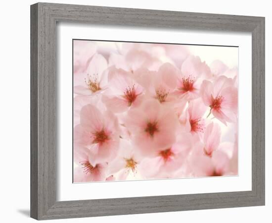 Cherry Blossoms-null-Framed Photographic Print