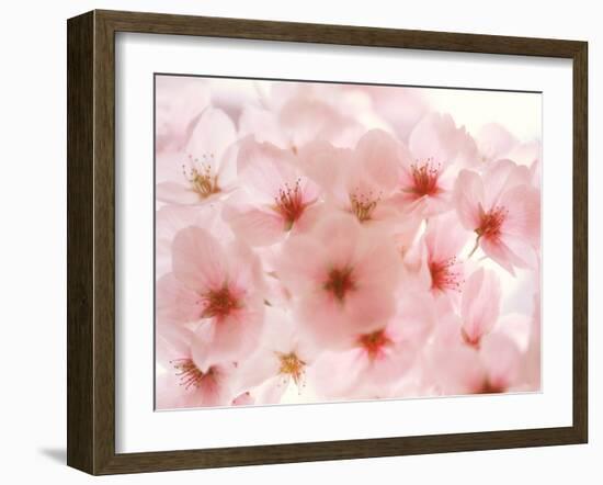 Cherry Blossoms-null-Framed Photographic Print