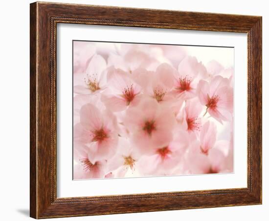 Cherry Blossoms-null-Framed Photographic Print