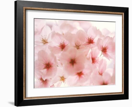 Cherry Blossoms-null-Framed Photographic Print