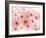 Cherry Blossoms-null-Framed Photographic Print