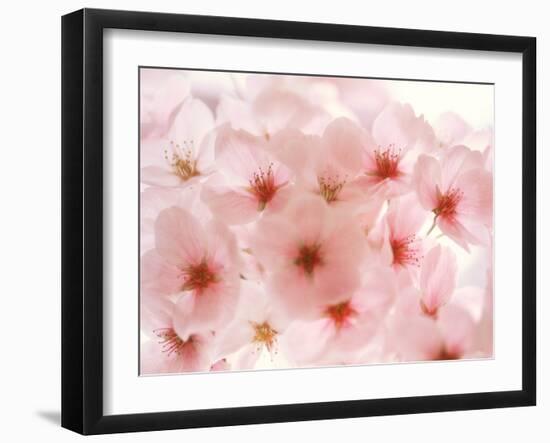 Cherry Blossoms-null-Framed Photographic Print