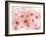 Cherry Blossoms-null-Framed Photographic Print