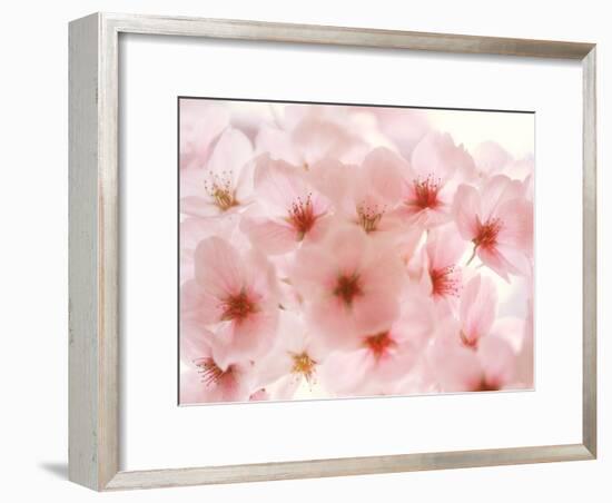 Cherry Blossoms-null-Framed Photographic Print