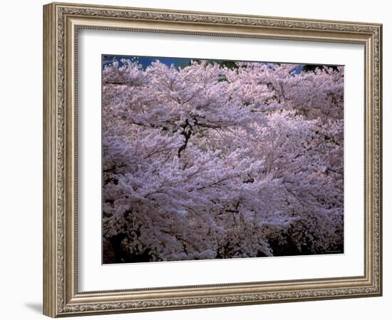 Cherry Blossoms-null-Framed Photographic Print