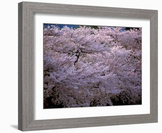 Cherry Blossoms-null-Framed Photographic Print