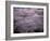 Cherry Blossoms-null-Framed Photographic Print