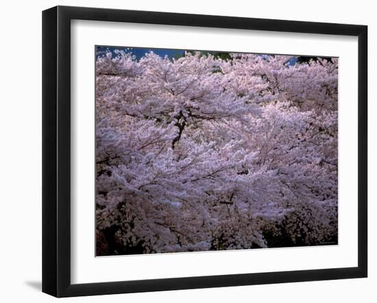 Cherry Blossoms-null-Framed Photographic Print