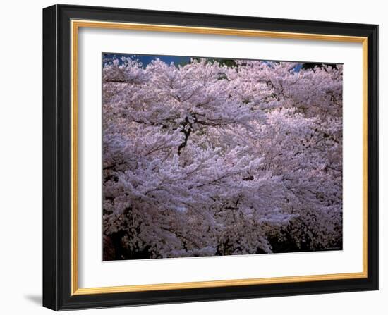 Cherry Blossoms-null-Framed Photographic Print