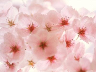 Cherry Blossoms Photographic Print by | Art.com