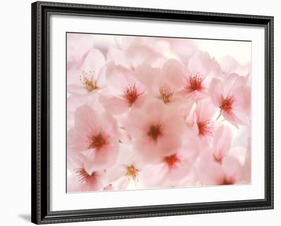 Cherry Blossoms-null-Framed Photographic Print