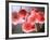 Cherry Blossoms-null-Framed Photographic Print