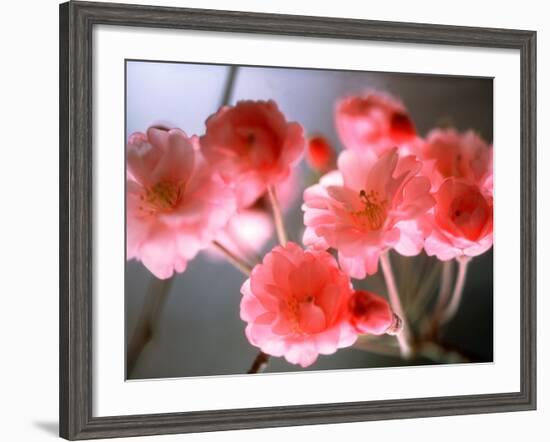 Cherry Blossoms-null-Framed Photographic Print