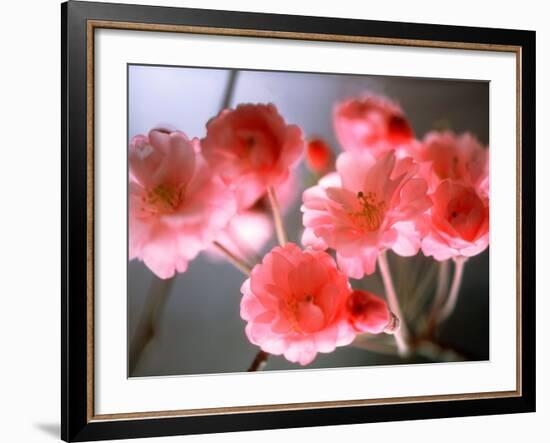 Cherry Blossoms-null-Framed Photographic Print