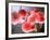 Cherry Blossoms-null-Framed Photographic Print